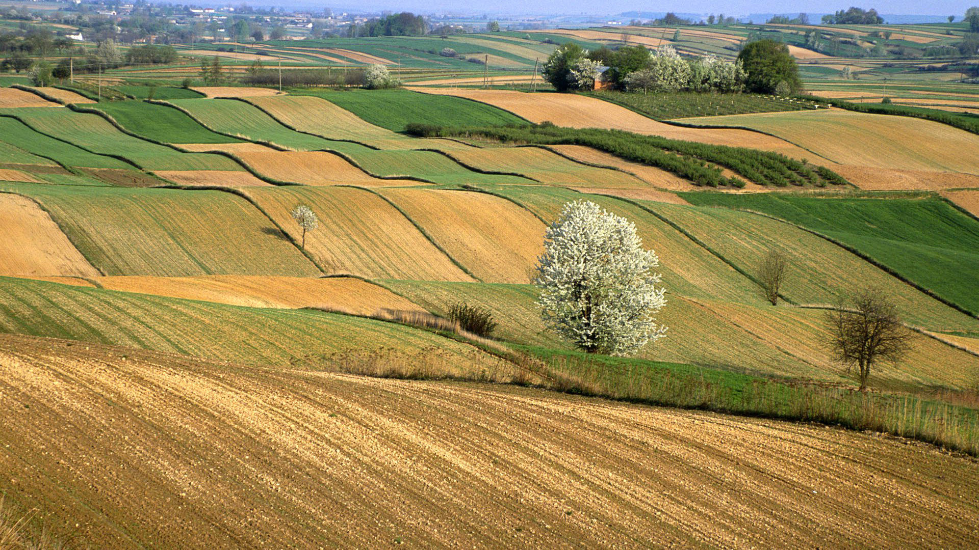 Vignoble